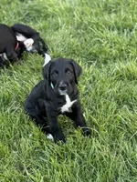 Dill, a male Great Dane and Sheepadoodle for sale in Egg Harbor City, NJ – Photo 1 of 5