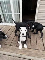 Salt, a male Great Dane and Sheepadoodle for sale in Egg Harbor City, NJ – Photo 3 of 4