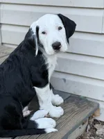 Salt, a male Great Dane and Sheepadoodle for sale in Egg Harbor City, NJ – Photo 1 of 4