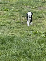 Salt, a male Great Dane and Sheepadoodle for sale in Egg Harbor City, NJ – Photo 2 of 4