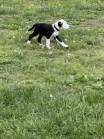 Salt, a male Great Dane and Sheepadoodle for sale in Egg Harbor City, NJ – Photo 4 of 4