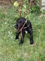 Poppy, a female Great Dane and Sheepadoodle for sale in Egg Harbor City, NJ – Photo 3 of 3