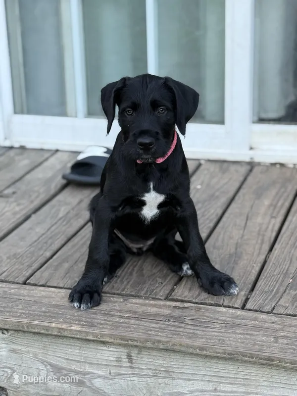 Poppy – Great Dane, Sheepadoodle puppy for sale in Egg Harbor City, NJ
