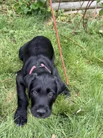 Poppy, a female Great Dane and Sheepadoodle for sale in Egg Harbor City, NJ – Photo 2 of 3