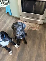 Poppy, a female Great Dane and Sheepadoodle for sale in Egg Harbor City, NJ – 6 of 7