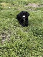 Basil, a male Great Dane and Sheepadoodle for sale in Egg Harbor City, NJ – Photo 2 of 5