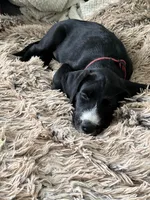 Basil, a male Great Dane and Sheepadoodle for sale in Egg Harbor City, NJ – Photo 4 of 5