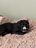 Basil, a male Great Dane and Sheepadoodle for sale in Egg Harbor City, NJ – Photo 3 of 5