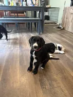 Basil, a male Great Dane and Sheepadoodle for sale in Egg Harbor City, NJ – Photo 1 of 5