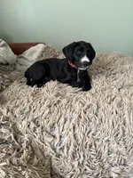 Basil, a male Great Dane and Sheepadoodle for sale in Egg Harbor City, NJ – Photo 5 of 5