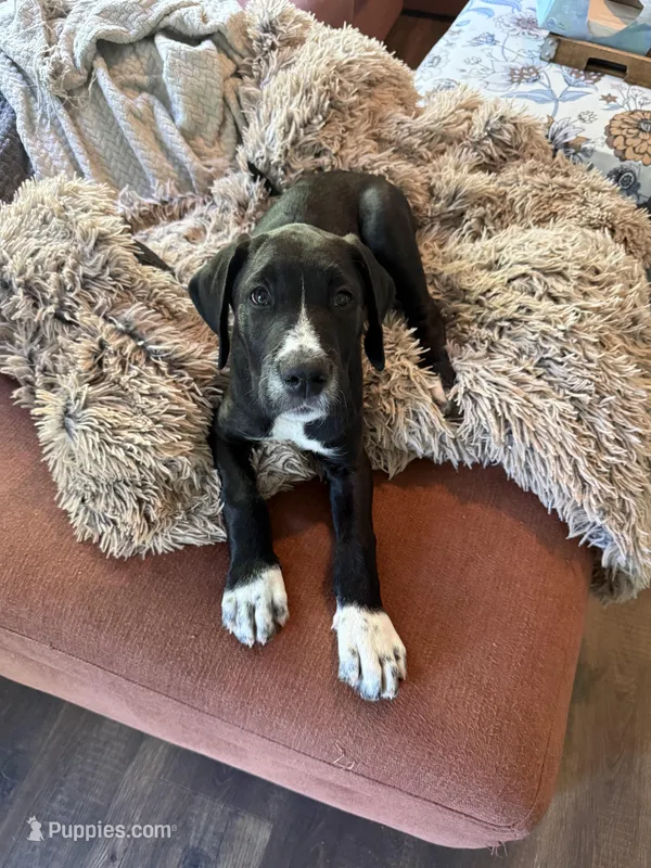 Sesame – Great Dane, Sheepadoodle puppy for sale in Egg Harbor City, NJ