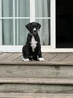 Sesame, a male Great Dane and Sheepadoodle for sale in Egg Harbor City, NJ – Photo 3 of 4