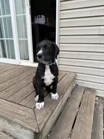 Sesame, a male Great Dane and Sheepadoodle for sale in Egg Harbor City, NJ – Photo 4 of 4