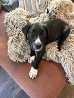 Sesame, a male Great Dane and Sheepadoodle for sale in Egg Harbor City, NJ – 6 of 6