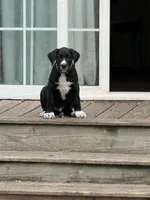 Sesame, a male Great Dane and Sheepadoodle for sale in Egg Harbor City, NJ – Photo 2 of 4