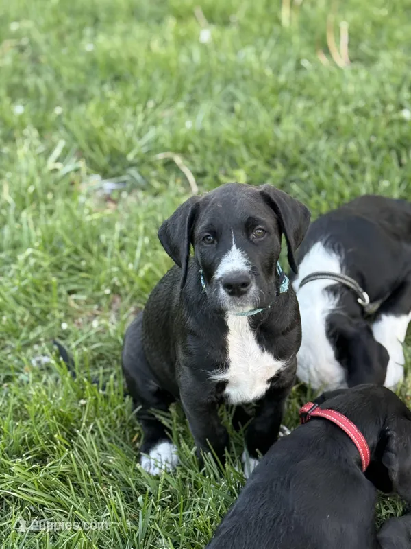 Sesame – Great Dane, Sheepadoodle puppy for sale in Egg Harbor City, NJ