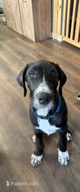 Sesame – Great Dane, Sheepadoodle puppy for sale in Egg Harbor City, NJ