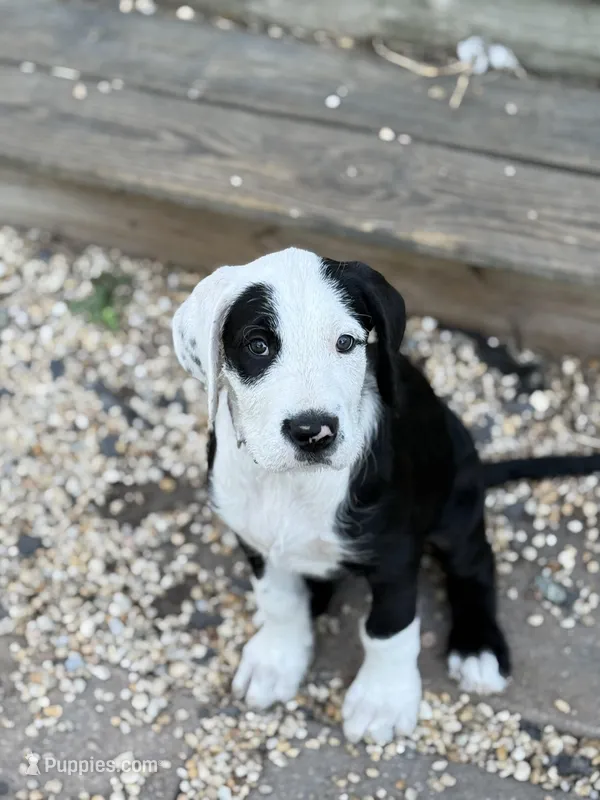 Pepper – Great Dane, Sheepadoodle puppy for sale in Egg Harbor City, NJ