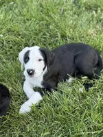Pepper, a female Great Dane and Sheepadoodle for sale in Egg Harbor City, NJ – Photo 2 of 3