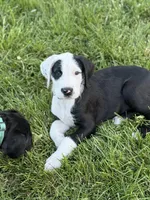 Pepper, a female Great Dane and Sheepadoodle for sale in Egg Harbor City, NJ – Photo 3 of 3
