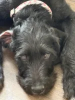 Poppy, a female Great Dane and Sheepadoodle for sale in Egg Harbor City, NJ – 3 of 7