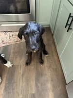 Poppy, a female Great Dane and Sheepadoodle for sale in Egg Harbor City, NJ – 7 of 7