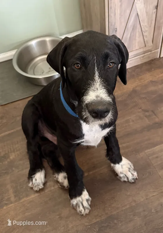 Sesame – Great Dane, Sheepadoodle puppy for sale in Egg Harbor City, NJ