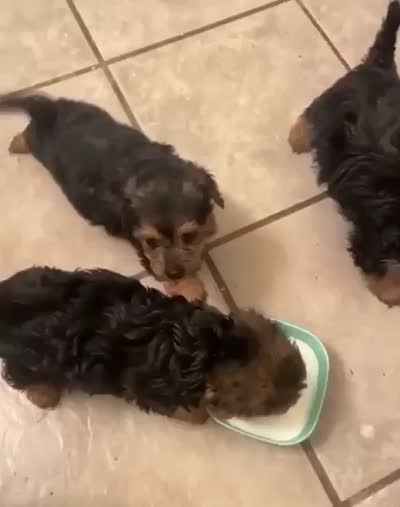Yorkie, a male Yorkshire Terrier for sale in Indianapolis, IN – 2 of 2