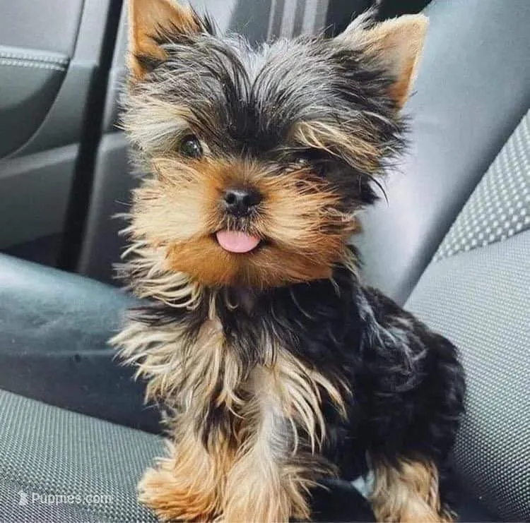 Yorkie – Yorkshire Terrier puppy for sale in Indianapolis, IN