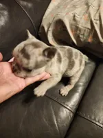 Lucky, a male French Bulldog for sale in Springfield, OH – 4 of 5