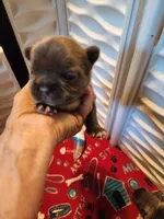 BLUE, a male French Bulldog for sale in Springfield, OH – 4 of 5