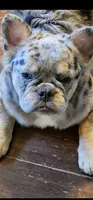 Pebbles PENDING, a female French Bulldog for sale in Springfield, OH – 8 of 10