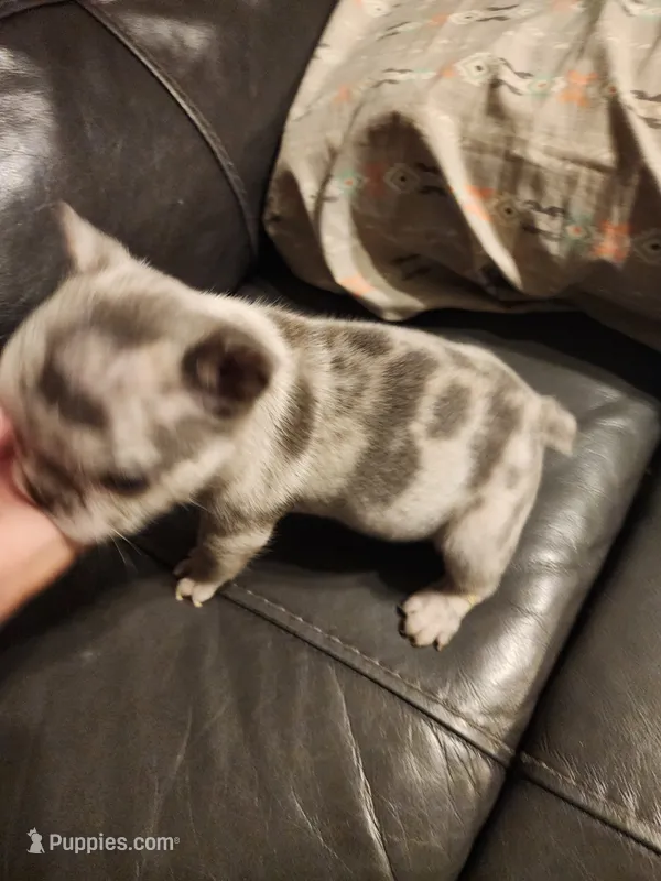Lucky – French Bulldog puppy for sale in Springfield, OH
