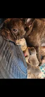 Pebbles PENDING, a female French Bulldog for sale in Springfield, OH – 10 of 10