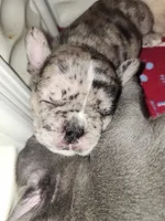 PEBBLES , a female French Bulldog for sale in Springfield, OH – 6 of 6