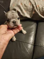 Lucky, a male French Bulldog for sale in Springfield, OH – 5 of 5
