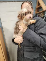 Tiny sold, a female Yorkshire Terrier for sale in Springfield, OH – Photo 2 of 2