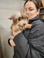 Tiny sold, a female Yorkshire Terrier for sale in Springfield, OH – Photo 1 of 2