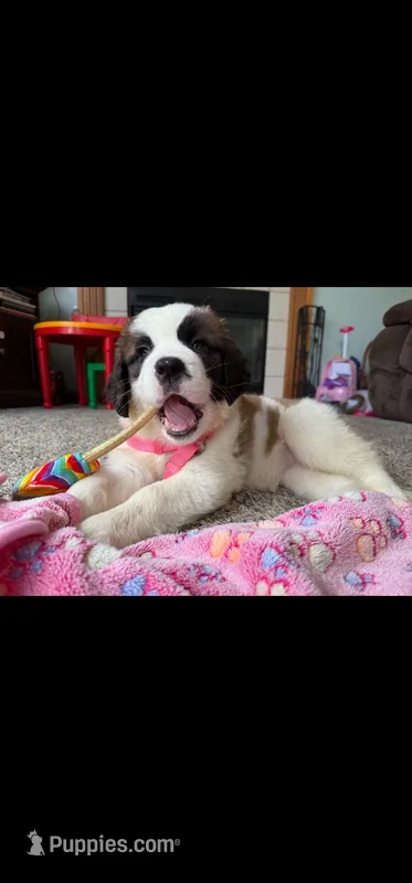 Willow , a female Saint Bernard for sale in Springfield, OH – Photo 1 of 5