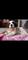 Willow , a female Saint Bernard for sale in Springfield, OH – Photo 1 of 5