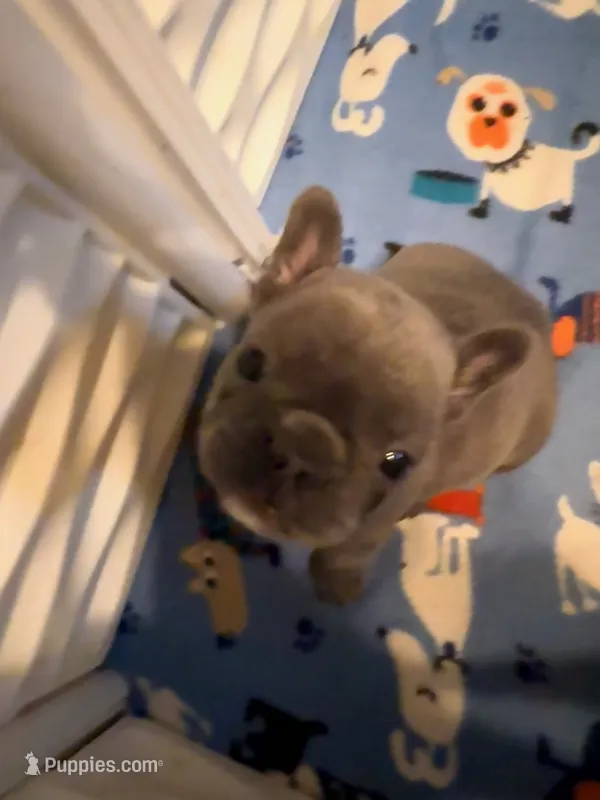 BLUE – French Bulldog puppy for sale in Springfield, OH