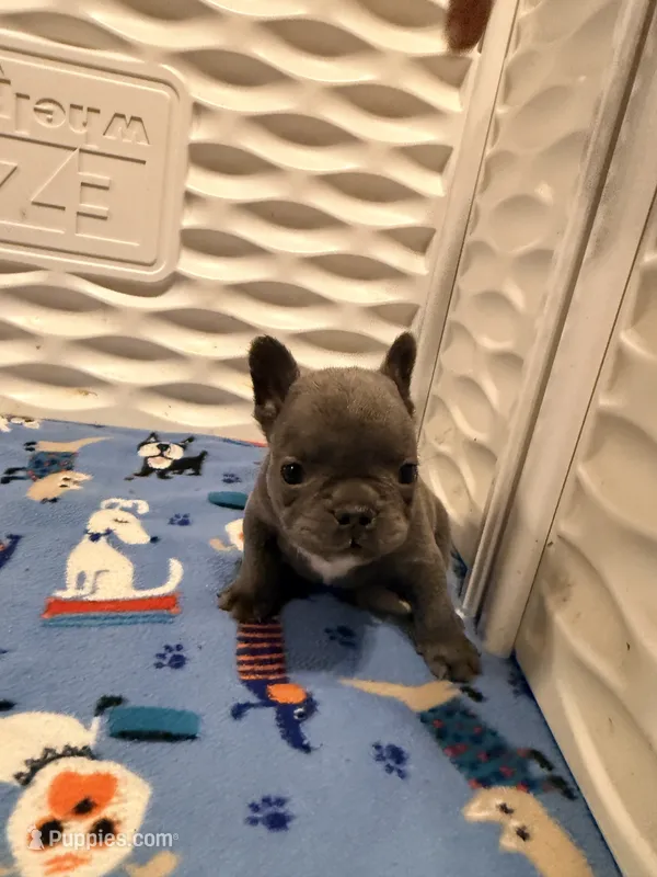 BLUE – French Bulldog puppy for sale in Springfield, OH