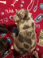 Lucky, a male French Bulldog for sale in Springfield, OH – 2 of 5