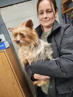 Tinker sold, a female Yorkshire Terrier for sale in Springfield, OH – Photo 4 of 4