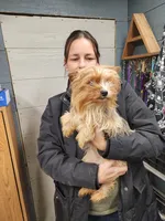 Tinker sold, a female Yorkshire Terrier for sale in Springfield, OH – Photo 3 of 4