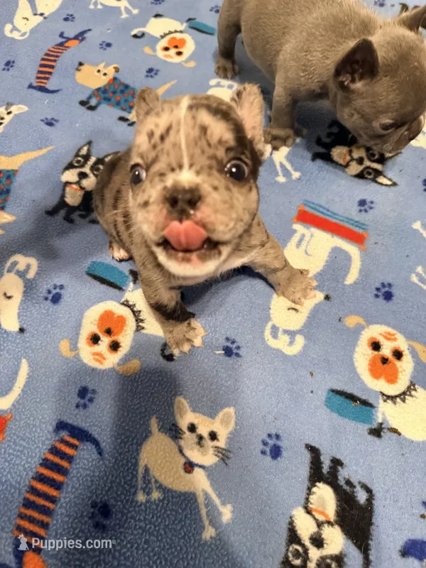 PEBBLES  – French Bulldog puppy for sale in Springfield, OH