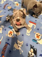 PEBBLES , a female French Bulldog for sale in Springfield, OH – 1 of 6