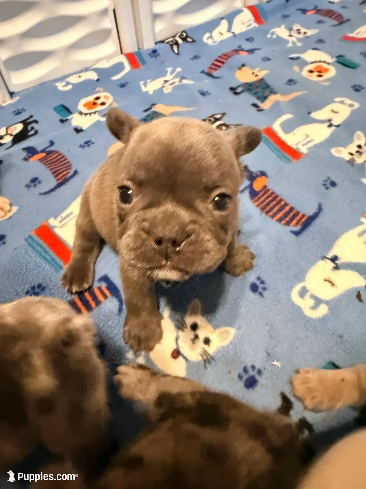 STEEL, a male French Bulldog for sale in Springfield, OH – 3 of 4