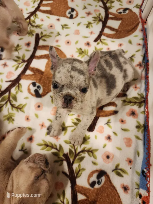 Lucky – French Bulldog puppy for sale in Springfield, OH