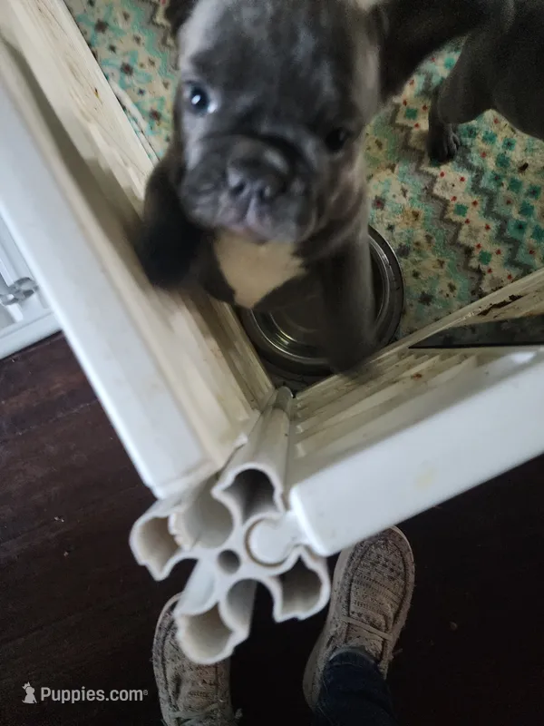 STEEL – French Bulldog puppy for sale in Springfield, OH